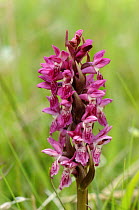 Early Marsh Orchid {Dactylorhiza incarnata coccinea} Norfolk subspecies, growing in coastal dune slacks Norfolk, UK, July