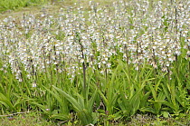 Marsh Helleborine {Epipactis palustris} mass flowering in disused quarry, Norfolk, UK, July