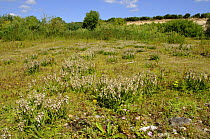 Marsh Helleborine {Epipactis palustris} flowering in disused quarry, Norfolk, UK, July