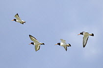 Oystercatchers {Haematopus ostralegus} four in flight over sea, Norfolk, UK, July