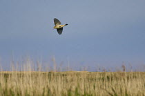 Sedge Warbler {Acrocephalus schoenobaenus} in display flight over coastal reed scrub, Norfolk, UK, May