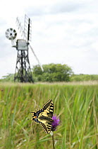 Swallowtail Butterfly {Papilio machaon ssp britannicus} feeding on Melancholy thistle, with windmill and habitat in background, Norfolk Broads, UK, June