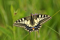 Swallowtail Butterfly {Papilio machaon ssp britannicus} feeding on Melancholy thistle, Norfolk Broads, UK, June