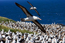 Black-browed Albatross (Thalassarche melanophrys) flying over nesting colony, Steeple Jason, Falkland Islands *Digitally removed bird in background