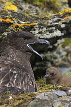 Brown Skua (Stercorarius antarcticus) adult with chick, calling, Shingle Cove, South Orkney Islands