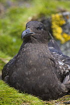 Brown Skua (Stercorarius antarcticus) sitting on nest, Shingle Cove, South Orkney Islands
