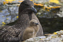 Brown Skua (Stercorarius antarcticus) Adult with chick, Shingle Cove, South Orkney Islands