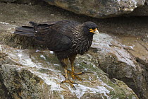 Striated / Forster's Caracara (Phalcoboenus australis) perched on rock, New Island, Falkland Islands