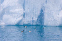 Cape Petrels (Daption capense) at glacier face, Drygalski Fjord, South Georgia