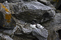 Cape / Pintado Petrel (Daption capense) nesting on cliff, Shingle Cove, South Orkney Islands