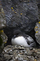 Cape / Pintado Petrel (Daption capense) nesting on cliff, Shingle Cove, South Orkney Islands