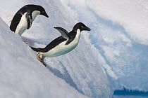 Adelie Penguin (Pygoscelis adeliae) jumping off iceberg, Paulet Island, Antarctica