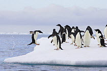 Adelie Penguin (Pygoscelis adeliae) jumping out of sea onto iceberg with other penguins, Paulet Island, Antarctica