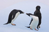 Adelie Penguin (Pygoscelis adeliae) squabbling on iceberg, Paulet Island, Antarctica