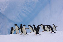 Adelie Penguins (Pygoscelis adeliae) on iceberg, Paulet Island, Antarctica