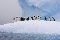 Adelie Penguins (Pygoscelis adeliae) on iceberg Paulet Island, Antarctica