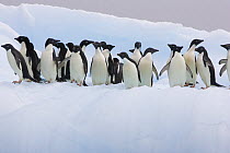Adelie Penguins (Pygoscelis adeliae) on iceberg Paulet Island, Antarctica