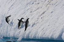 Adelie Penguins (Pygoscelis adeliae) jumping out of sea onto iceberg, Paulet Island, Antarctica