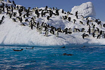 Adelie Penguins (Pygoscelis adeliae) on iceberg, some swimming, Paulet Island, Antarctica