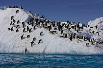 Adelie Penguins (Pygoscelis adeliae) coming out of sea onto iceberg, Paulet Island, Antarctica