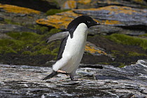 Adelie Penguin (Pygoscelis adeliae) walking on shale, Shingle Cove, South Orkney Islands