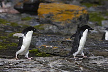 Two Adelie Penguin (Pygoscelis adeliae) walking on shale, Shingle Cove, South Orkney Islands