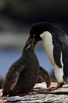 Adelie Penguin (Pygoscelis adeliae) feeding chick, Shingle Cove, South Orkney Islands