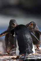 Adelie Penguin (Pygoscelis adeliae) two chicks begging for food from parent, Shingle Cove, South Orkney Islands
