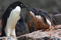 Adelie Penguin (Pygoscelis adeliae) hungry chick begging from parent, mud on fur from nesting site, Shingle Cove, South Orkney Islands