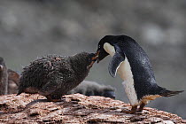 Adelie Penguin (Pygoscelis adeliae) adult feeding chick, Shingle Cove, South Orkney Islands
