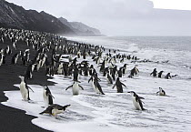 Flock of Chinstrap Penguin (Pygoscelis antarctica) on shore, Bailey Head, Deception Island, Antarctica