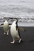 Two Chinstrap Penguins (Pygoscelis antarctica) on shoreline, Bailey Head, Deception Island, Antarctica
