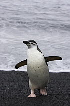 Chinstrap Penguin (Pygoscelis antarctica) on shoreline, Bailey Head, Deception Island, Antarctica