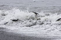 Chinstrap Penguins (Pygoscelis antarctica) surfing and jumping waves while coming ashore, Bailey Head, Deception Island, Antarctica