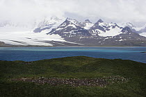 Prion Island, South Georgia, with Gentoo Penguin (Pygoscelis papua) colony in foreground