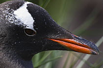 Gentoo Penguin (Pygoscelis papua) head portrait, Gold Harbor, South Georgia