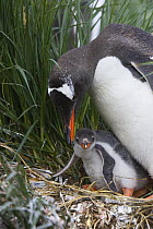 Gentoo Penguin (Pygoscelis papua) adult and 1-2 week chick at nest, Gold Harbor, South Georgia