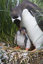 Gentoo Penguin (Pygoscelis papua) adult and 1-2 week chick at nest, Gold Harbor, South Georgia
