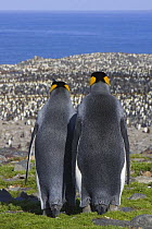 King Penguin (Aptenodytes patagonicus) male and female rear view looking out over colony, Saint Andrews Bay, South Georgia