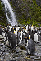 King Penguin (Aptenodytes patagonicus) flock at base of waterfall, Hercules Bay, South Georgia