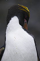 Macaroni Penguin (Eudyptes chrysolophus) preening, Hercules Bay, South Georgia
