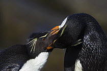 Rockhopper Penguin (Eudyptes chrysocome) courting pair grooming each other, New Island, Falkland Islands