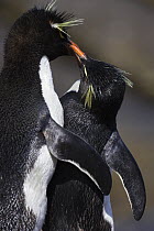 Rockhopper Penguin (Eudyptes chrysocome) courting pair interacting, New Island, Falkland Islands