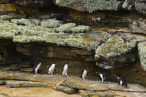 Rockhopper Penguin (Eudyptes chrysocome) on rock overhang, New Island, Falkland Islands