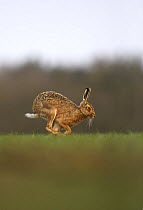 European Brown Hare (Lepus europaeus) running, Derbyshire, UK