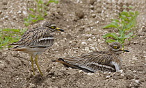Stone Curlew (Burhinus oedicnemus) pair changing over at the nest, Norfolk, UK