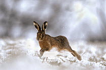 European Brown hare (lepus europeas) running in snow, Derbyshire, UK