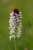 Burnt tip orchid (Neotinea ustulata) single flower head, Peak District, Derbyshire, UK