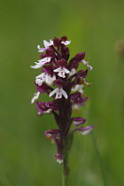 Burnt tip orchid (Neotinea ustulata) single flower head with blooms fading, Peak District, Derbyshire, UK