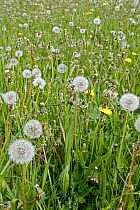 Dandelion (Taraxacum vulgaria) seed heads in a field, Derbyshire, UK